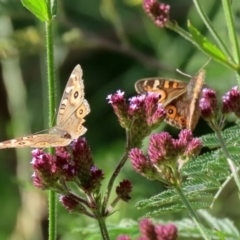 Junonia villida (Meadow Argus) at Gigerline Nature Reserve - 28 Apr 2020 by RodDeb