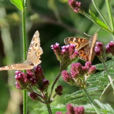 Junonia villida (Meadow Argus) at Gigerline Nature Reserve - 28 Apr 2020 by RodDeb