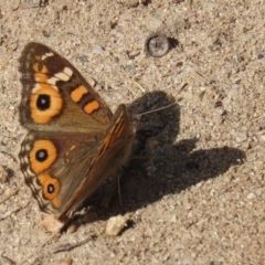 Junonia villida at Tennent, ACT - 28 Apr 2020