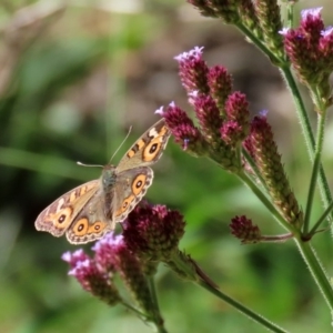 Junonia villida at Tennent, ACT - 28 Apr 2020