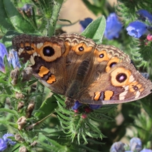 Junonia villida at Tennent, ACT - 28 Apr 2020