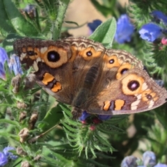 Junonia villida at Tennent, ACT - 28 Apr 2020