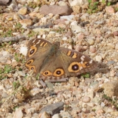 Junonia villida at Tennent, ACT - 28 Apr 2020 01:08 PM