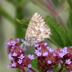 Theclinesthes serpentata (Saltbush Blue) at Tennent, ACT - 28 Apr 2020 by RodDeb