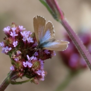 Theclinesthes serpentata at Tennent, ACT - 28 Apr 2020 12:50 PM