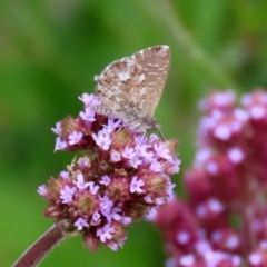 Theclinesthes serpentata at Tennent, ACT - 28 Apr 2020 12:50 PM