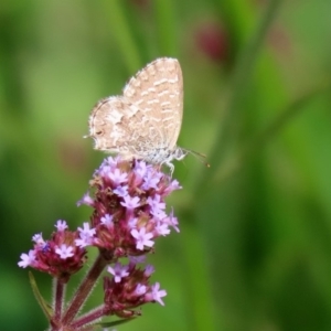 Theclinesthes serpentata at Tennent, ACT - 28 Apr 2020