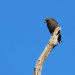 Artamus cyanopterus (Dusky Woodswallow) at Tennent, ACT - 28 Apr 2020 by RodDeb