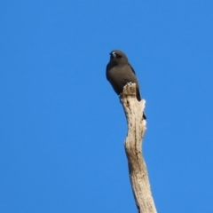 Artamus cyanopterus at Tennent, ACT - 28 Apr 2020