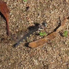 Cordulephya pygmaea (Common Shutwing) at Gigerline Nature Reserve - 28 Apr 2020 by RodDeb