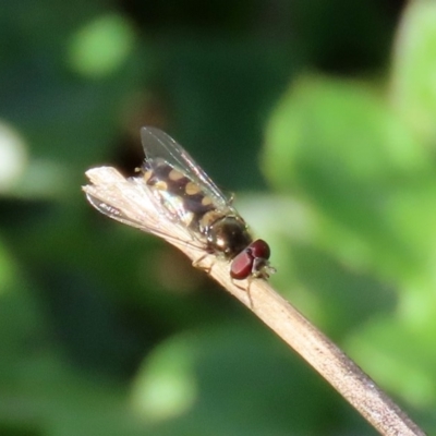 Melangyna sp. (genus) (Hover Fly) at Gigerline Nature Reserve - 28 Apr 2020 by RodDeb