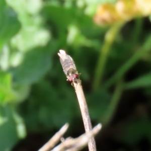 Melangyna viridiceps at Tennent, ACT - 28 Apr 2020