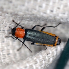 Chauliognathus tricolor (Tricolor soldier beetle) at O'Connor, ACT - 28 Apr 2020 by ibaird