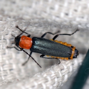 Chauliognathus tricolor at O'Connor, ACT - 28 Apr 2020 09:52 PM