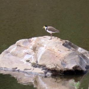 Vanellus miles at Tennent, ACT - 28 Apr 2020 01:00 PM