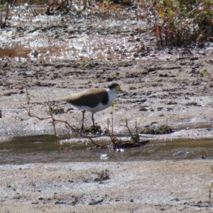 Vanellus miles at Tennent, ACT - 28 Apr 2020