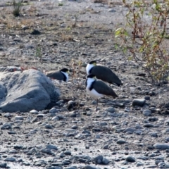 Vanellus miles at Tennent, ACT - 28 Apr 2020