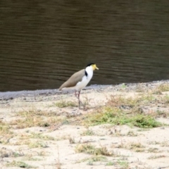 Vanellus miles at Tennent, ACT - 28 Apr 2020 01:00 PM