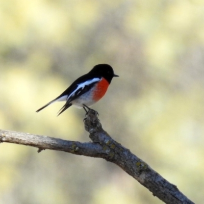 Petroica boodang (Scarlet Robin) at Gigerline Nature Reserve - 28 Apr 2020 by RodDeb