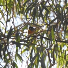 Pardalotus punctatus (Spotted Pardalote) at Tennent, ACT - 28 Apr 2020 by RodDeb