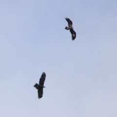 Aquila audax (Wedge-tailed Eagle) at Gigerline Nature Reserve - 28 Apr 2020 by RodDeb