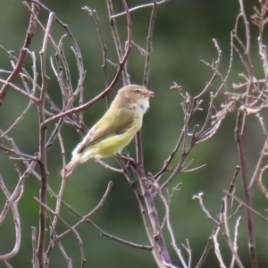 Smicrornis brevirostris at Tennent, ACT - 28 Apr 2020