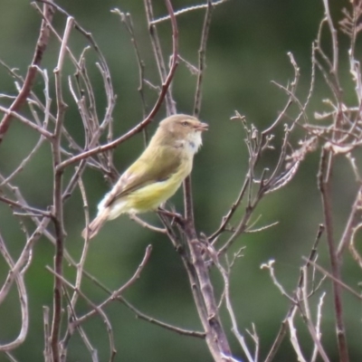 Smicrornis brevirostris (Weebill) at Gigerline Nature Reserve - 28 Apr 2020 by RodDeb