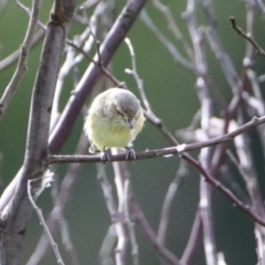 Smicrornis brevirostris at Tennent, ACT - 28 Apr 2020