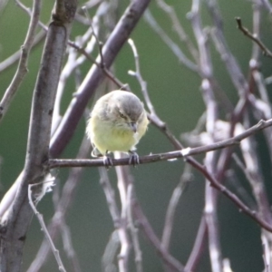 Smicrornis brevirostris at Tennent, ACT - 28 Apr 2020