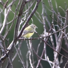 Smicrornis brevirostris at Tennent, ACT - 28 Apr 2020