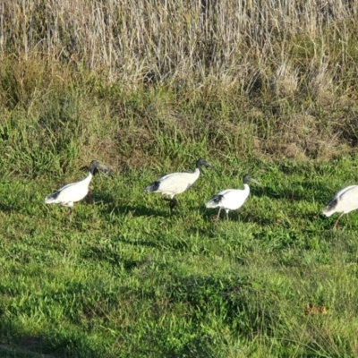 Threskiornis molucca (Australian White Ibis) at Gungaderra Creek Ponds - 15 Apr 2020 by j4ck