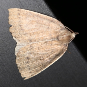 Authaemon stenonipha at O'Connor, ACT - 28 Apr 2020