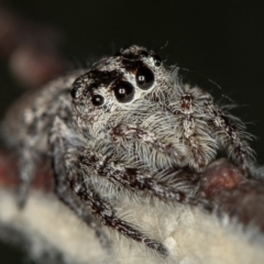 Clynotis severus (Stern Jumping Spider) at Melba, ACT - 11 Feb 2012 by Bron