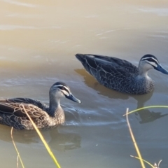 Anas superciliosa (Pacific Black Duck) at Gungaderra Creek Ponds - 15 Apr 2020 by JohnnyGozaimasu