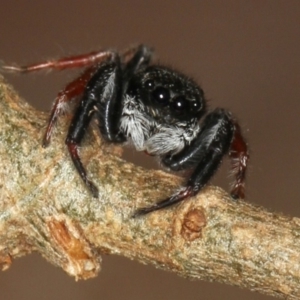 Apricia jovialis at Melba, ACT - 15 Feb 2012