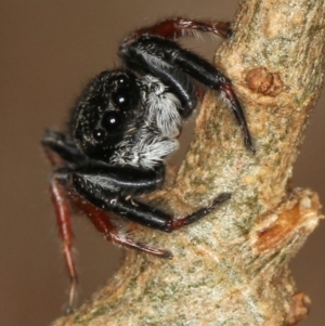 Apricia jovialis at Melba, ACT - 15 Feb 2012