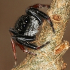 Apricia jovialis at Melba, ACT - 15 Feb 2012