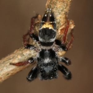 Apricia jovialis at Melba, ACT - 15 Feb 2012