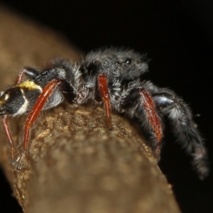 Apricia jovialis at Melba, ACT - 15 Feb 2012