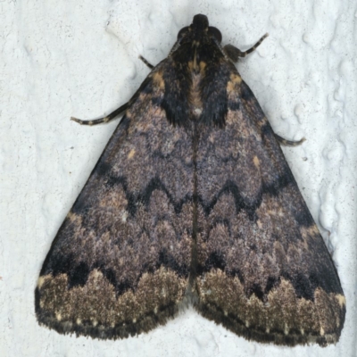 Mormoscopa phricozona (A Herminiid Moth) at Ainslie, ACT - 29 Apr 2020 by jbromilow50