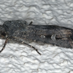 Agrotis infusa (Bogong Moth, Common Cutworm) at Ainslie, ACT - 29 Apr 2020 by jbromilow50