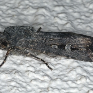 Agrotis infusa at Ainslie, ACT - 29 Apr 2020