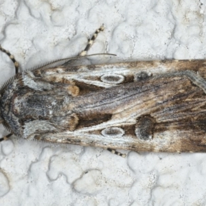 Agrotis munda at Ainslie, ACT - 29 Apr 2020