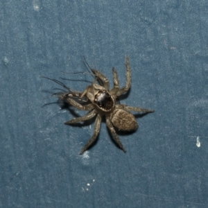 Maratus griseus at Higgins, ACT - 29 Apr 2020