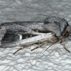 Proteuxoa undescribed species near paragypsa (A Noctuid moth) at Ainslie, ACT - 29 Apr 2020 by jb2602