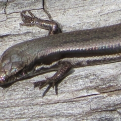 Morethia boulengeri (Boulenger's Skink) at Coree, ACT - 28 Apr 2020 by Christine