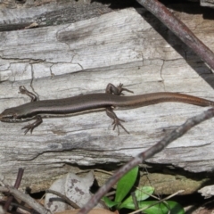 Morethia boulengeri at Coree, ACT - 28 Apr 2020