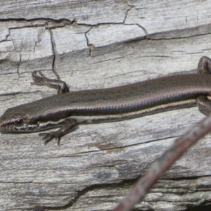 Morethia boulengeri at Coree, ACT - 28 Apr 2020