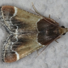 Pyralis farinalis (Meal Moth (Pyralinae) at Ainslie, ACT - 29 Apr 2020 by jb2602