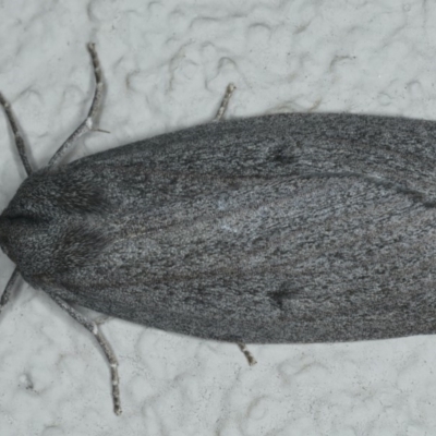 Paralaea ochrosoma (Fuscous Crest-moth) at Ainslie, ACT - 29 Apr 2020 by jbromilow50